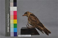 藏品(日本雲雀)的圖片